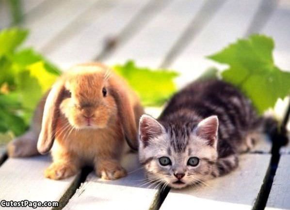 Bunny And Kitten