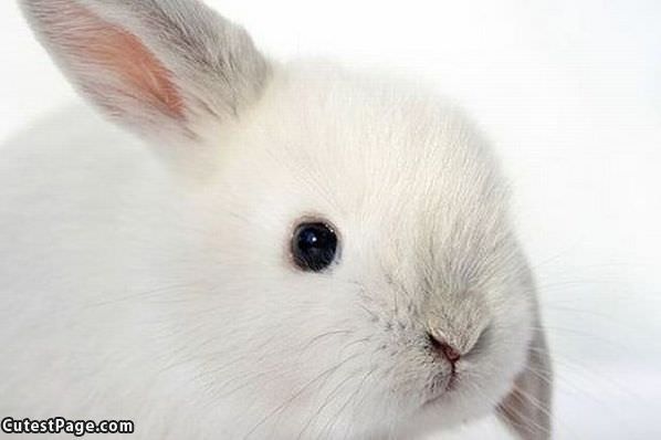 Bunny Closeup