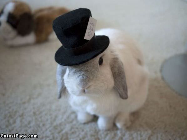 Bunny Top Hat