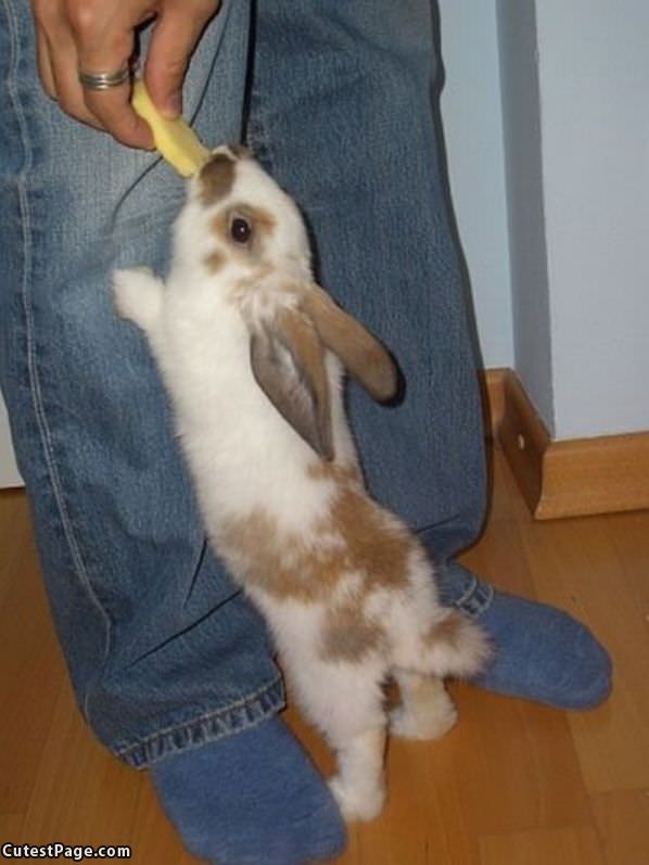 Bunny Want