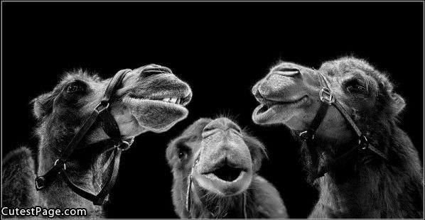 Camel  Singing