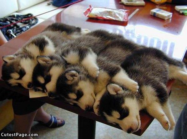 Cant Stack Cute Dogs