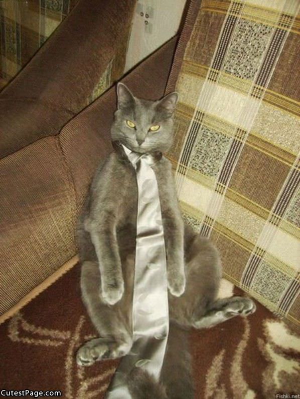 Cat-with-a-tie