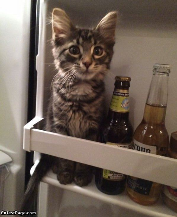 Cat Beer