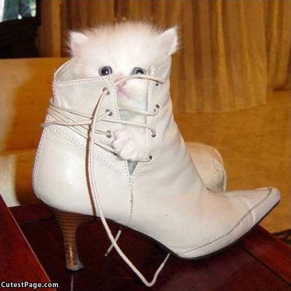 Cat In The Shoe