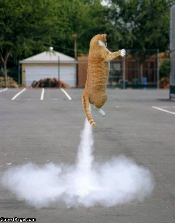 Cat Launch
