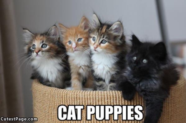 Cat Puppies