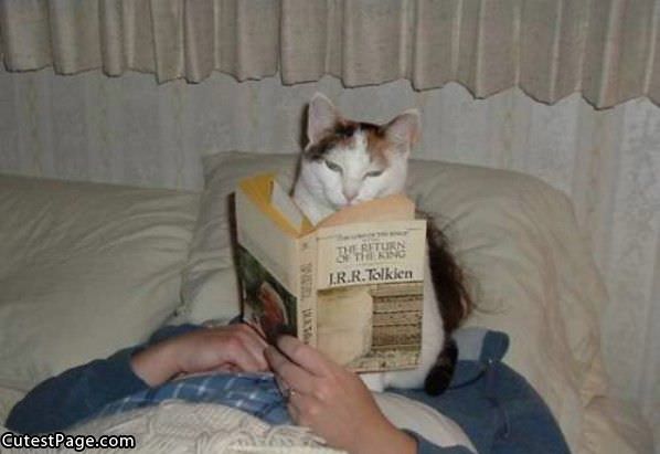 Cat Reading
