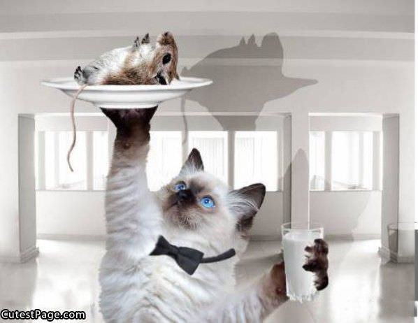 Cat Waiter