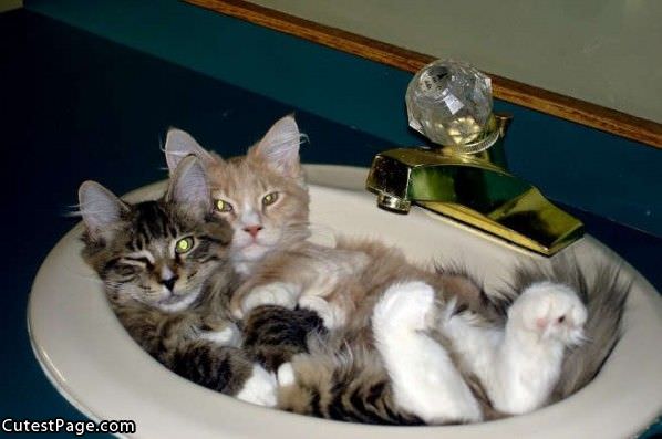 Cats In A Sink
