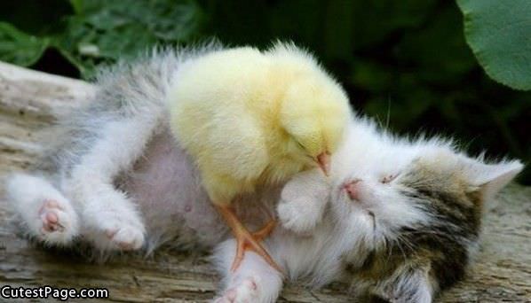 Chick And Cute Kitten War