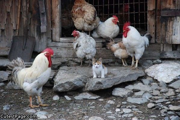 Chickens And Cute Kitten