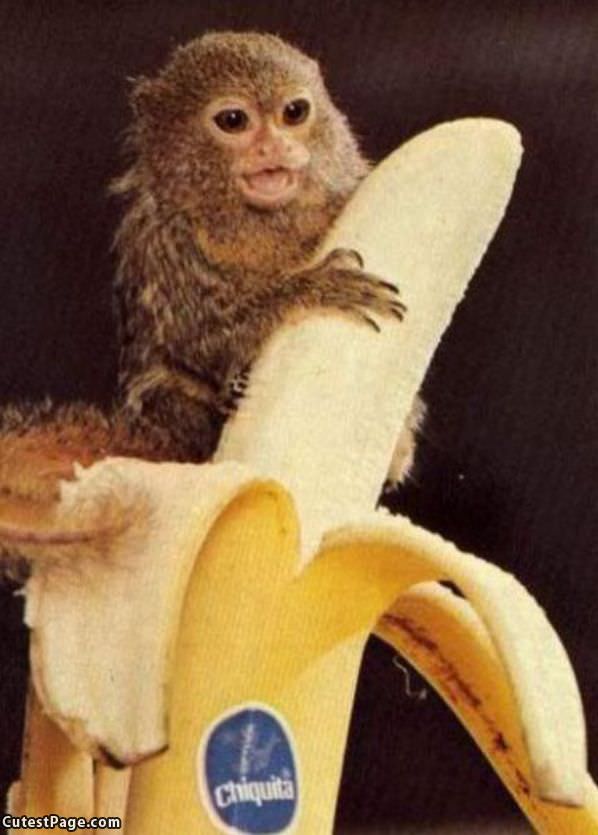 Chiquita Monkey