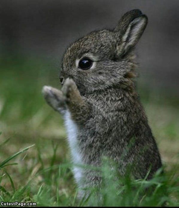 Clapping Cute Bunny