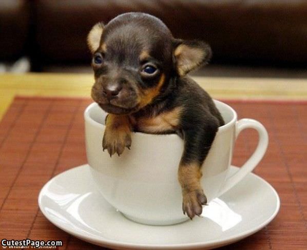 Coffee Cute Dog