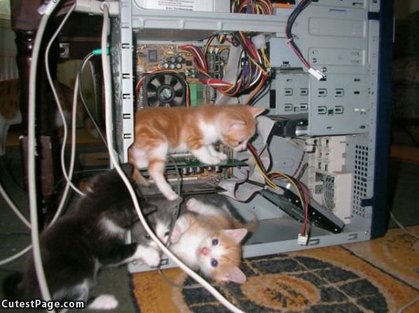 Computer Kittens
