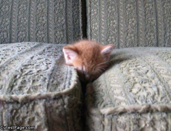 Couch Cute Kitten
