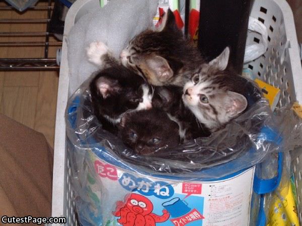 Couple Cute Kittens