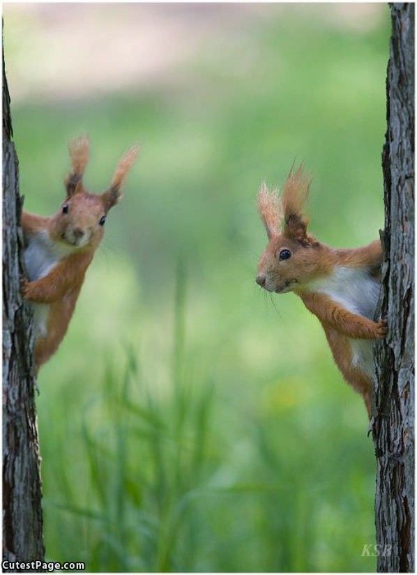Crazy Squirrels