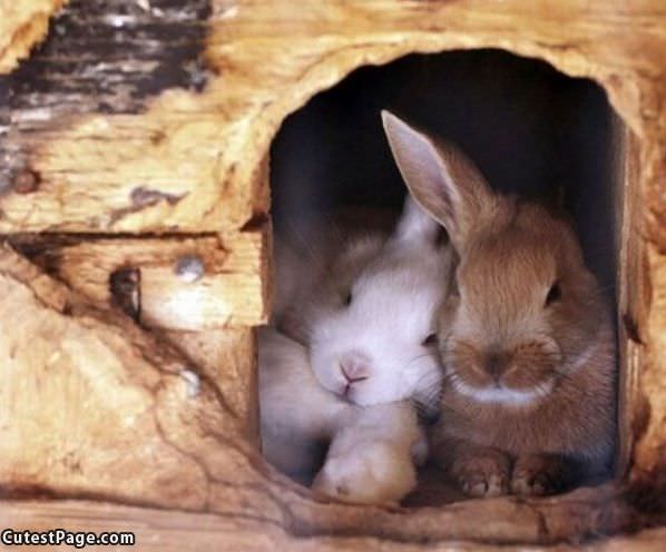 Cuddle Bunnies