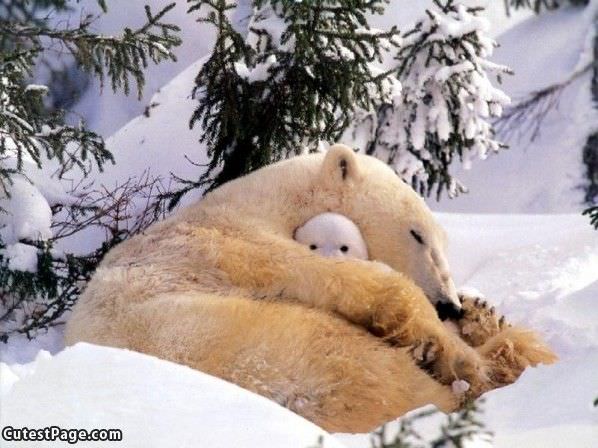 Cuddle Cute Bears