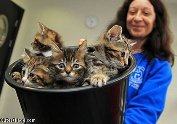 Cuket Of Cute Kittens