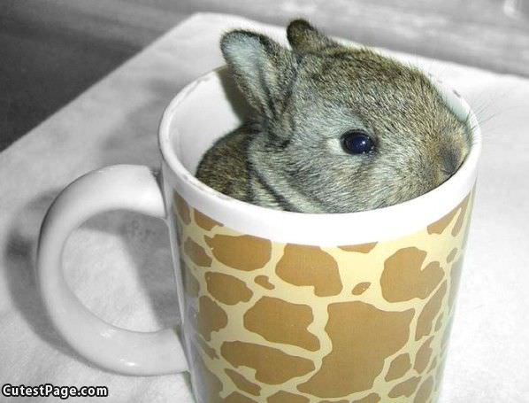 Cup Cute Bunny