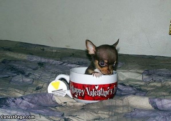 Cup O Cute Dog