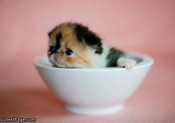 Cup O Cute Kitten