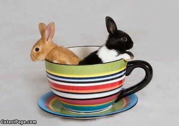Cup Of Bunnies
