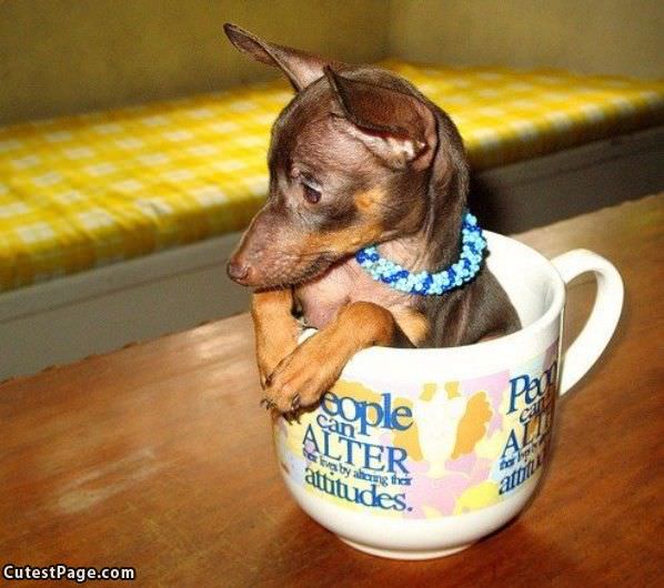 Cup Of Cute Dog