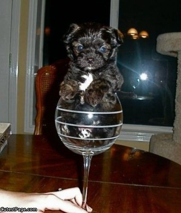Cup Of Cute Puppy