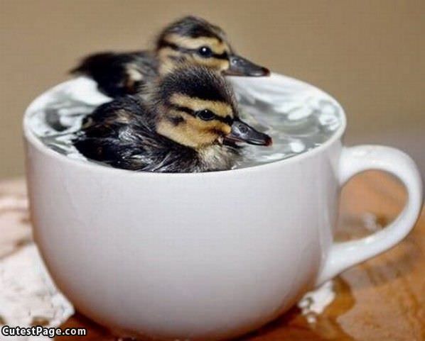Cup Of Duckies