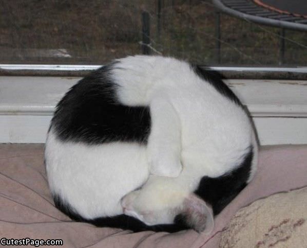 Curled Up Cat