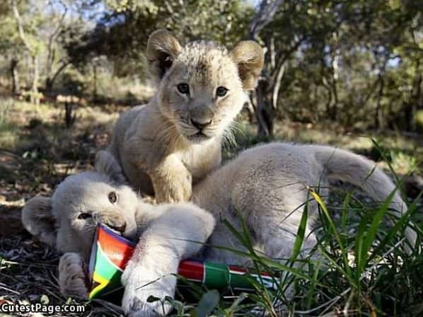 Cute Baby Cubs