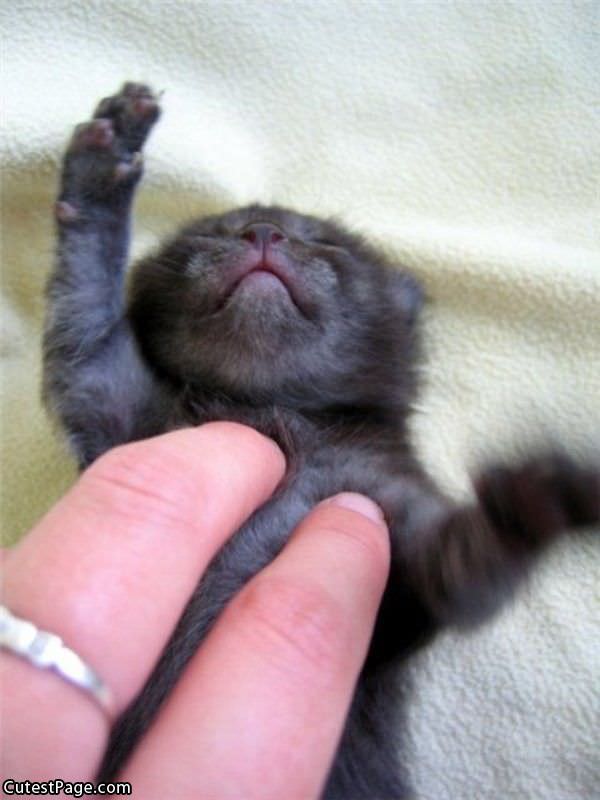 Cute Baby Kitten