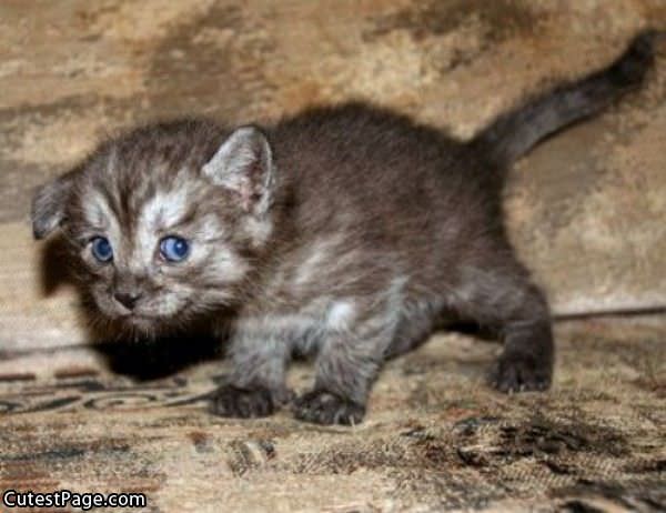 Cute Baby Kitten Pic