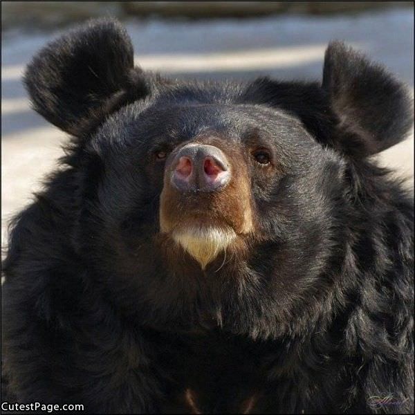 Cute Bear Face