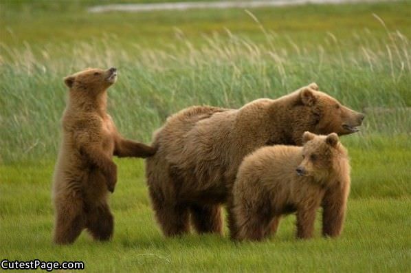 Cute Bear Fam