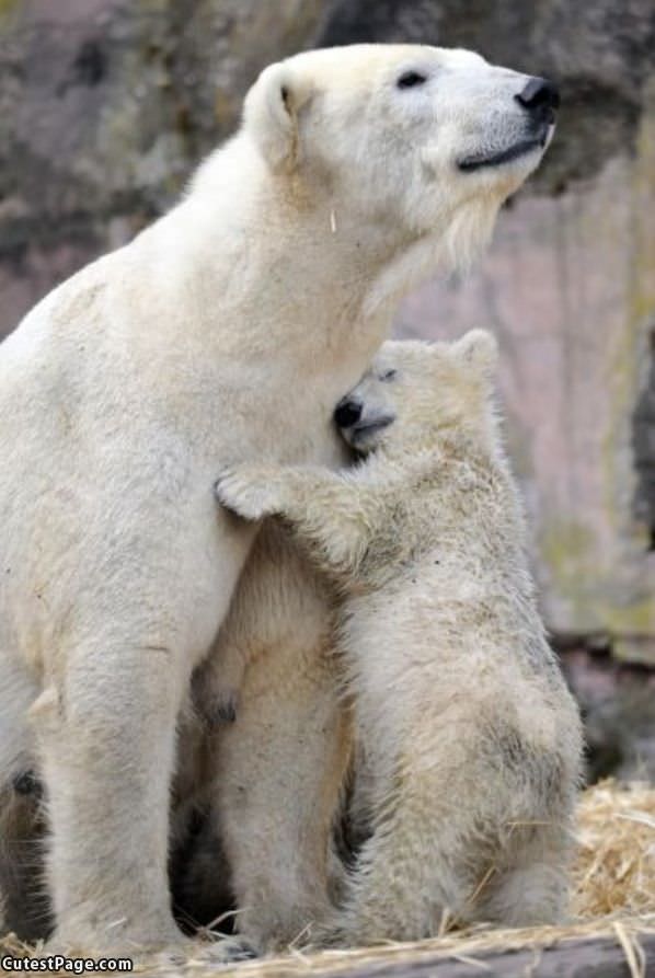 Cute Bear Hug