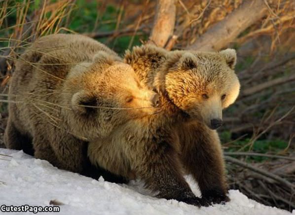 Cute Bears
