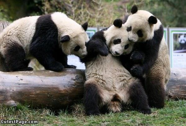 Cute Bears Wrestling
