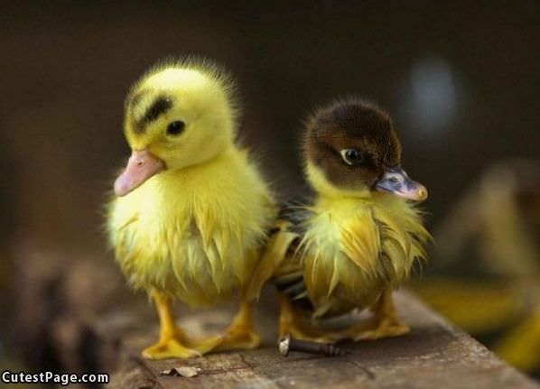 Cute Birdies