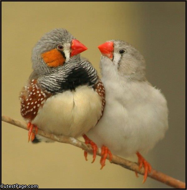 Cute Birds Pic