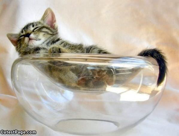Cute Bowl Of Kitten