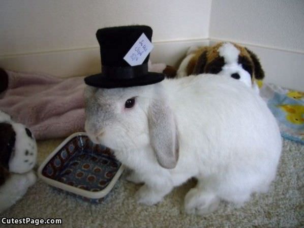 Cute Bunny Hat