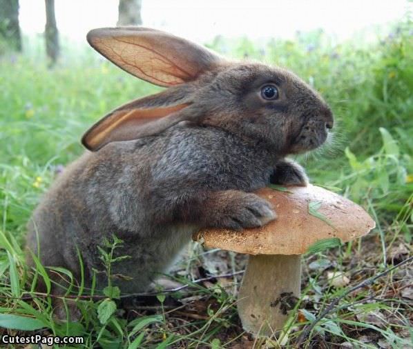 Cute Bunny On A Mushroom