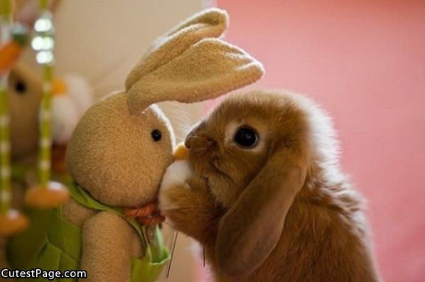 Cute Bunny With Friend