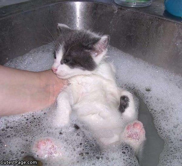 Cute Cat Bath