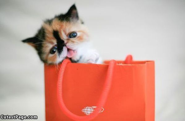 Cute Cat In A Bag